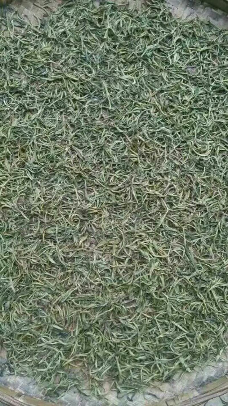 普洱绿茶