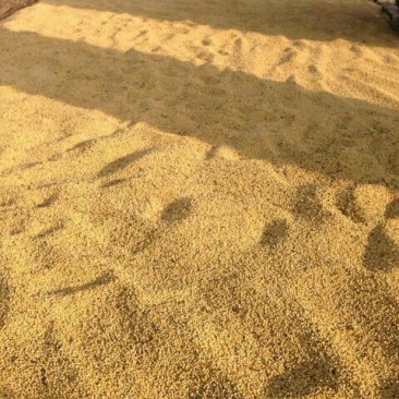 山西忻州黄豆大量上市中
