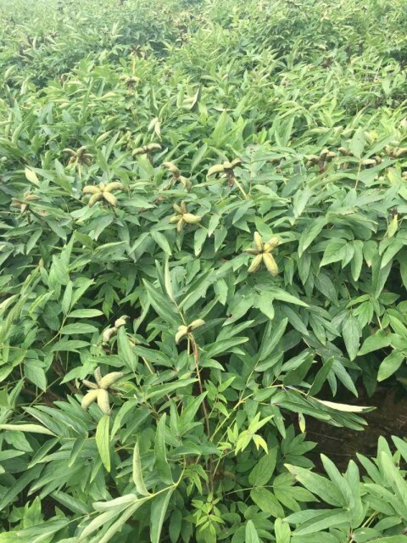 牡丹油用牡丹三年苗