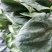 大叶菠菜
