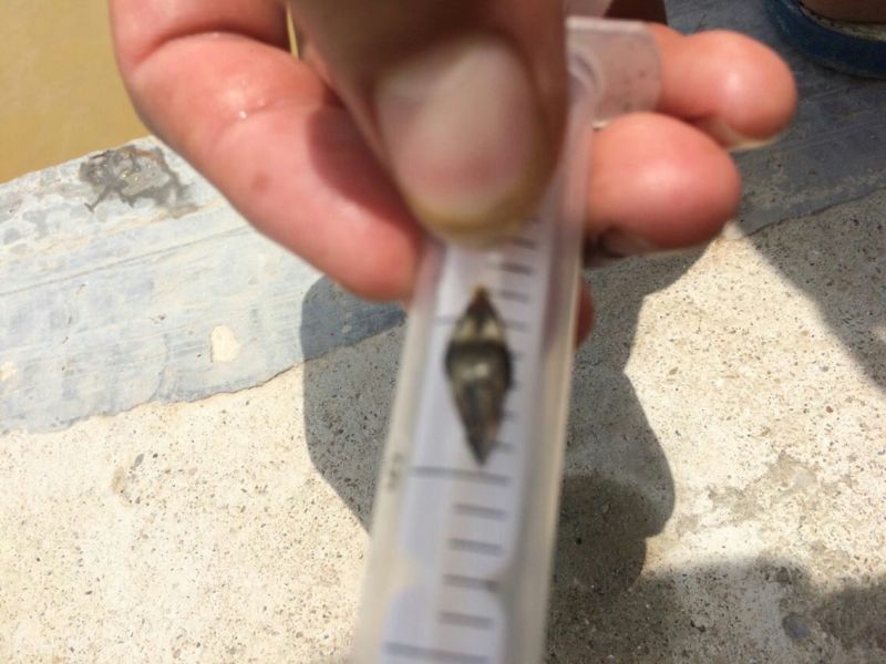 鳜鱼苗桂花鱼苗翘嘴桂花鱼苗斑桂鱼苗