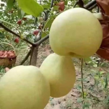 丰水梨