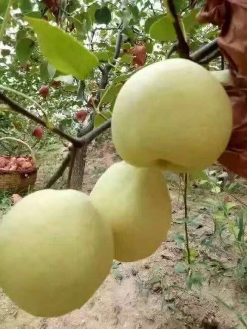 丰水梨