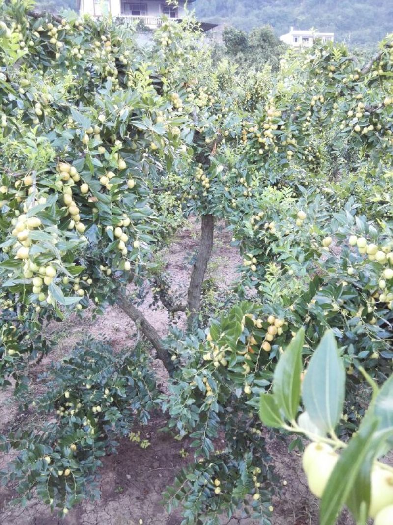 米枣鲜枣一级