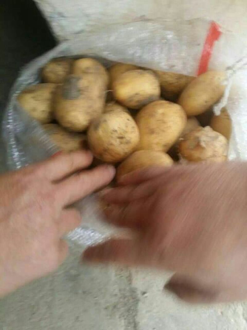 荷兰十五土豆3两以上大量供应各种规格品质的货源。