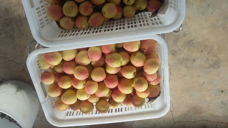 红梨400~450g纸箱