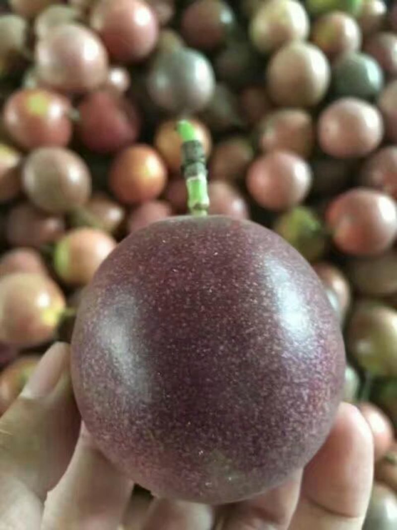 百香果紫果