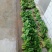 菠菜15~20厘米