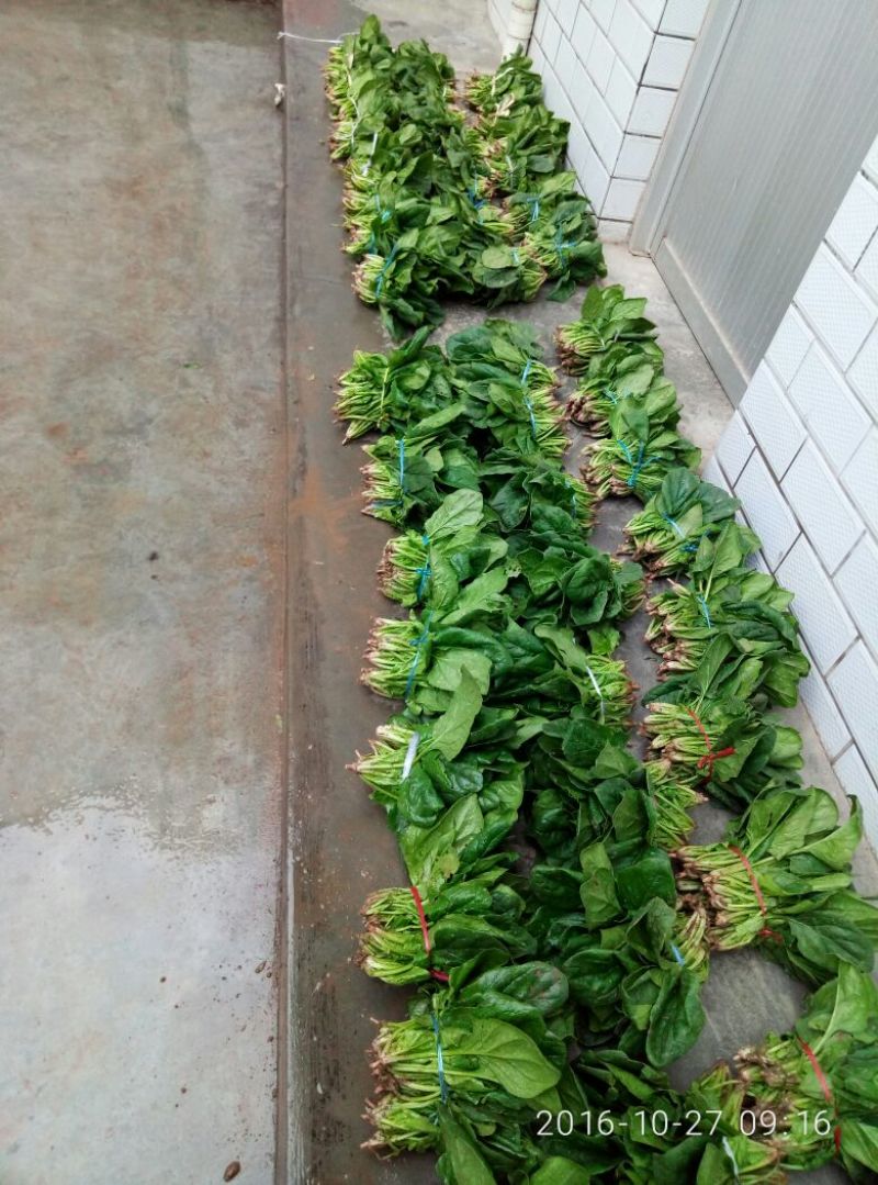 菠菜15~20厘米