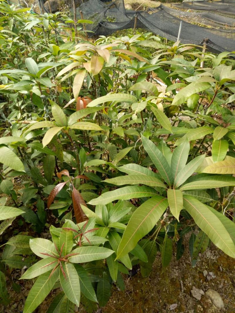 金煌芒树苗1m以下