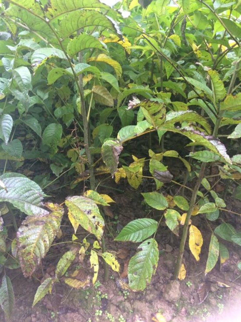 核桃树