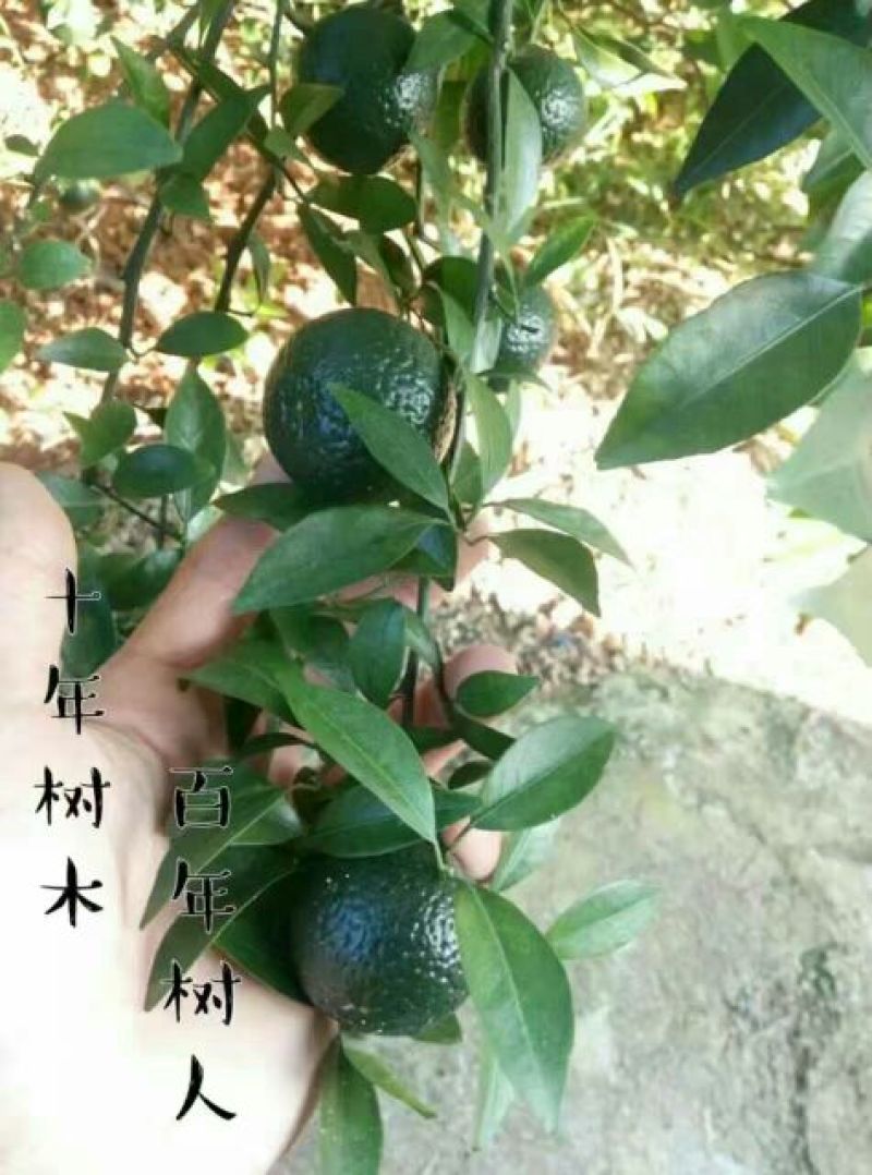 柑普茶特级