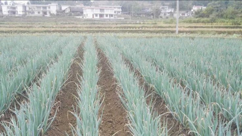 日本大葱