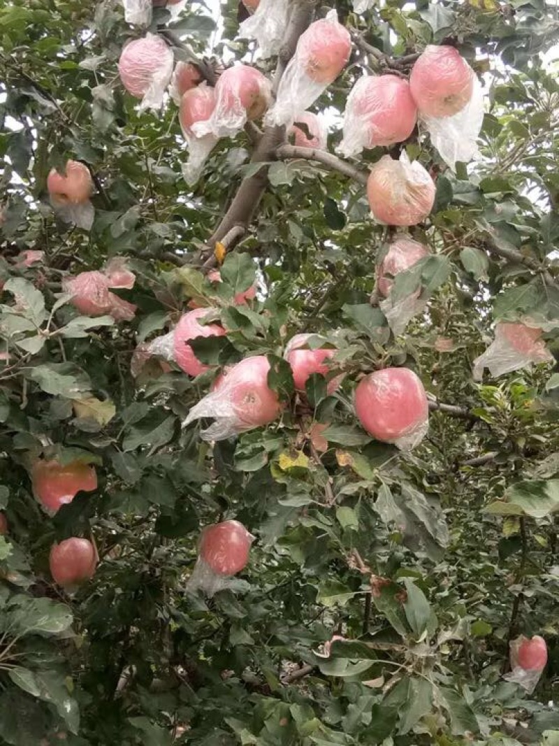 红富士苹果