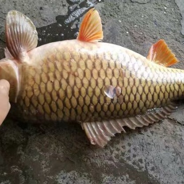 三道鳞