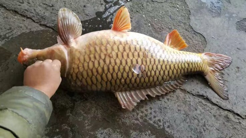 三道鳞