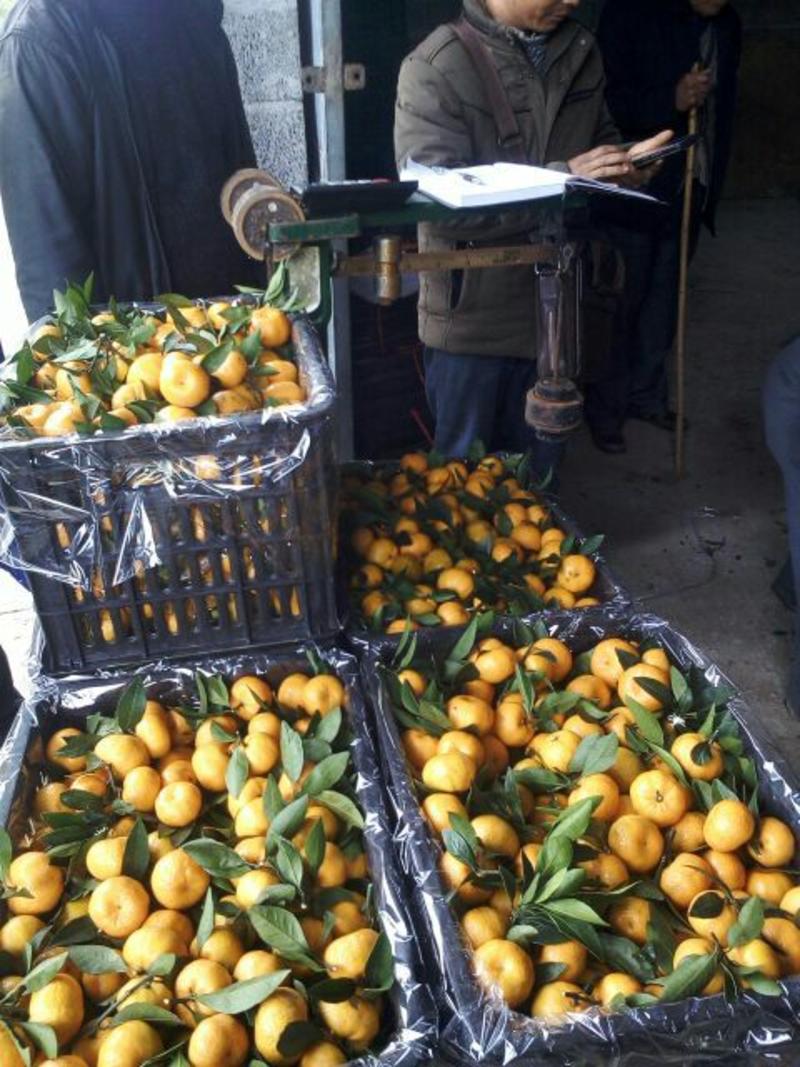 湖南回龙圩管理区，南丰蜜橘，个大，质量好！