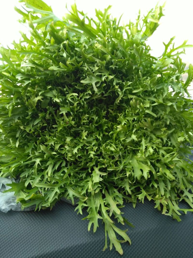 苦菊12~15cm，黄心菊花苦菊