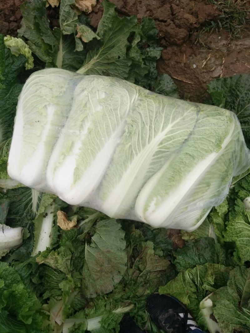 北京三号大白菜大量供应，价格低质量好