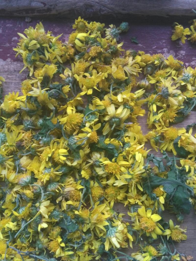 菊花茶开花
