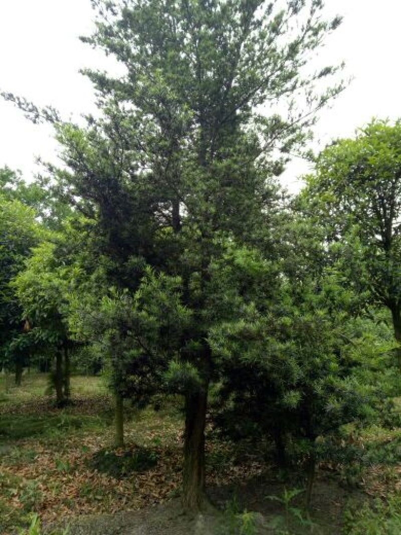 罗汉松10~12cm