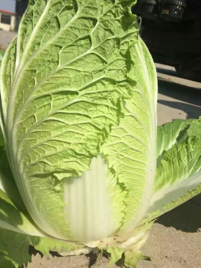 山东黄心白菜3-5斤供应超市，市场，加工各种