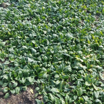 黑叶菠菜10~15厘米