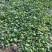 黑叶菠菜10~15厘米