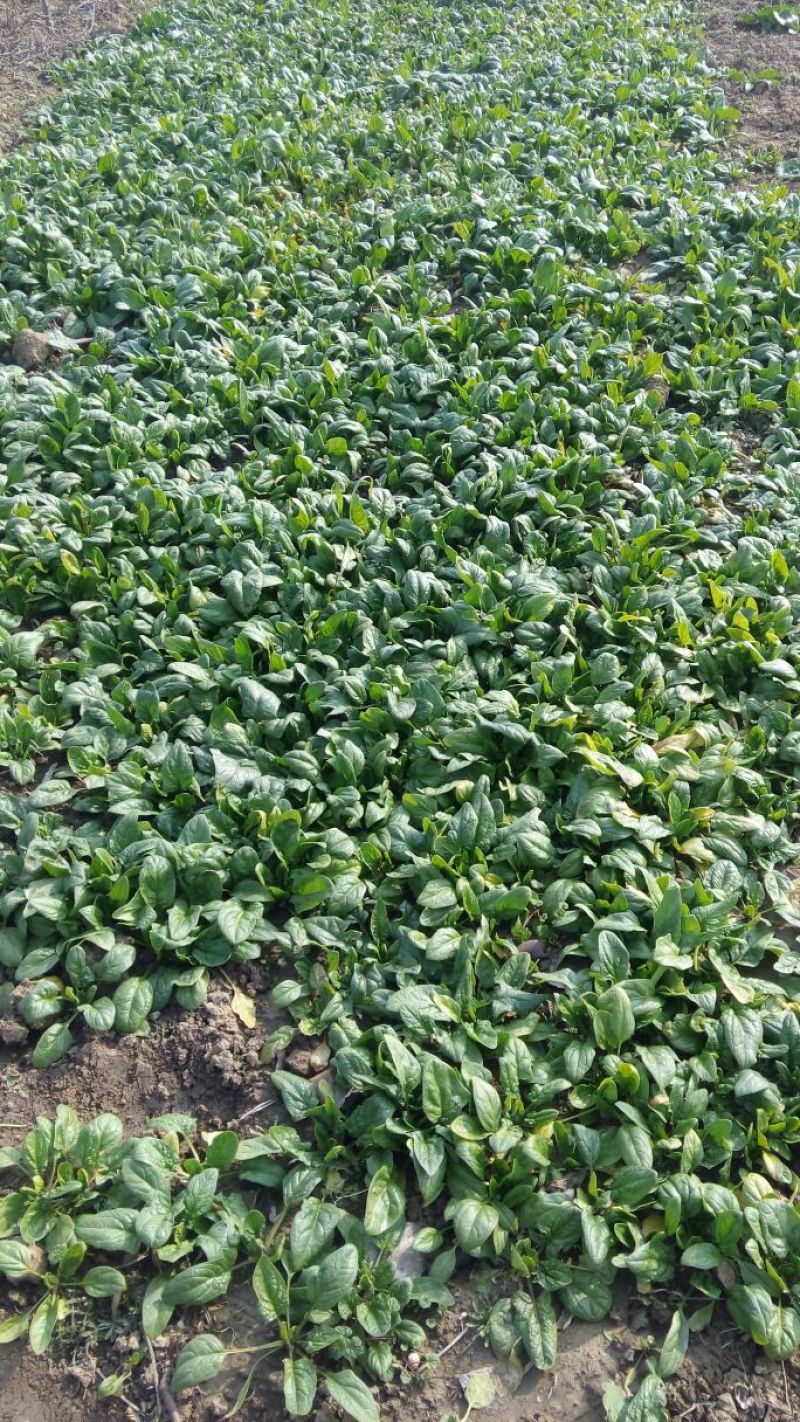 黑叶菠菜10~15厘米