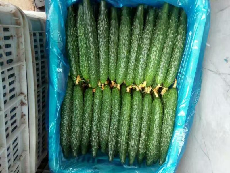 密刺黄瓜鲜花带刺25公分以上质量好价格低视频看货等您来电