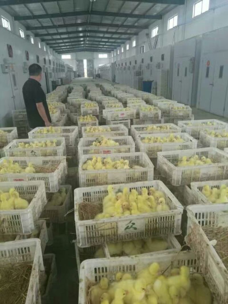 鹅苗250g以下