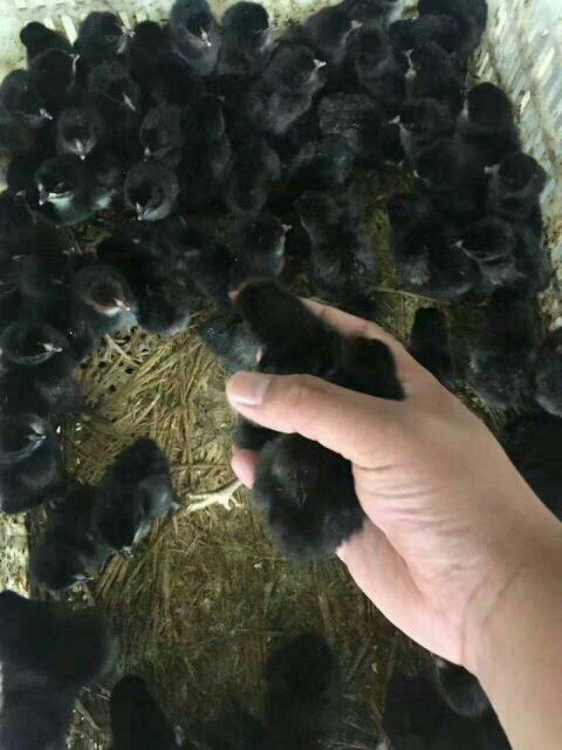 鸡苗1斤以下