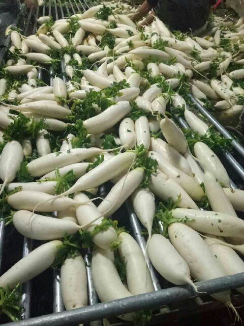 白萝卜1.5~2斤起