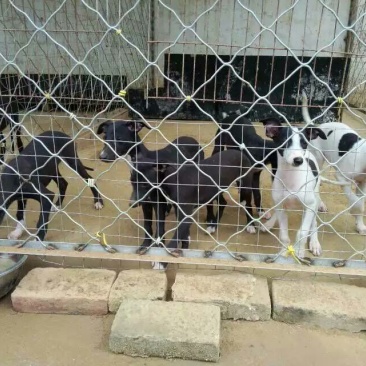 格力犬