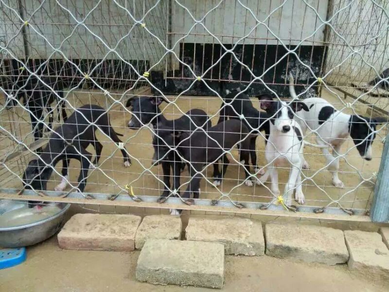 格力犬