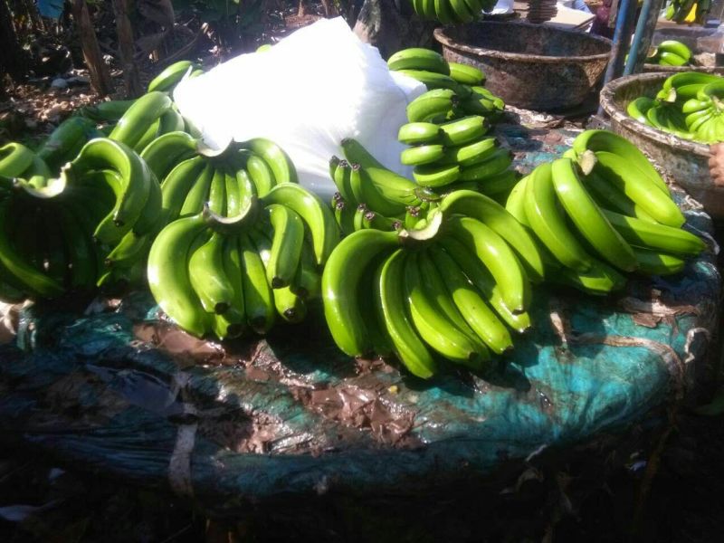 香蕉七成熟