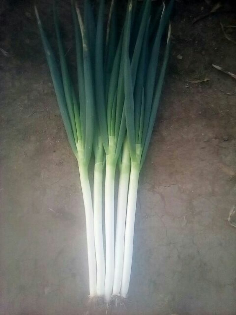 铁杆大葱毛葱2cm左右