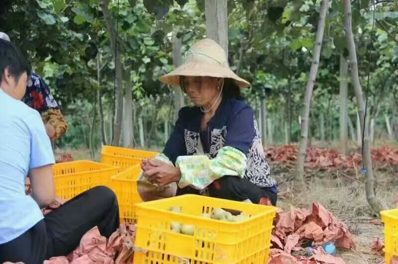 正宗苍溪红心猕猴桃原产地直发代办！量大从优！质量保证！