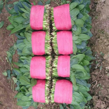 精品菠菜20一25厘米