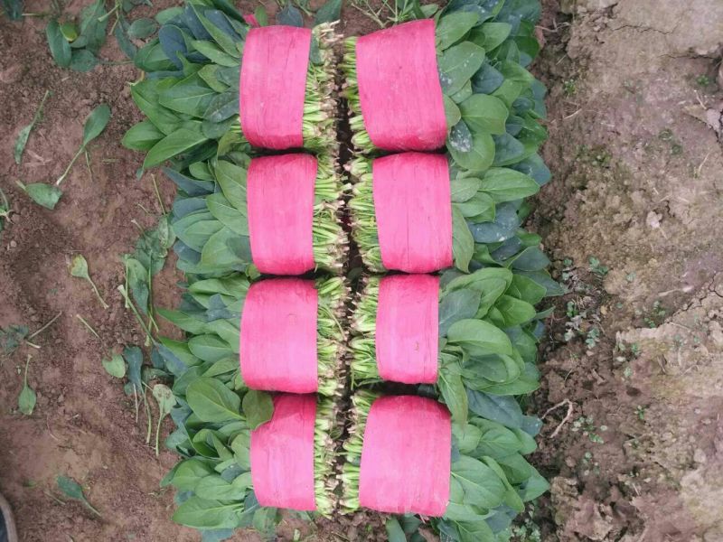 精品菠菜20一25厘米