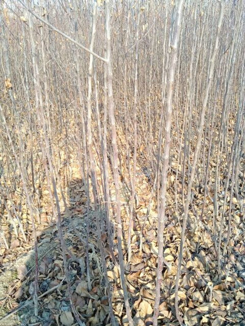 红肉苹果树苗80cm以上