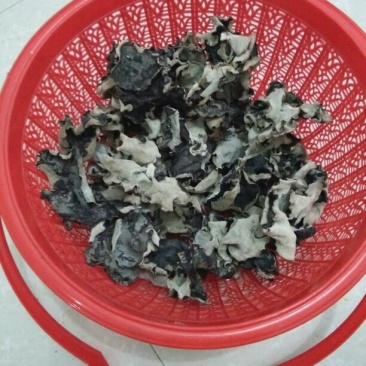 毛木耳一级