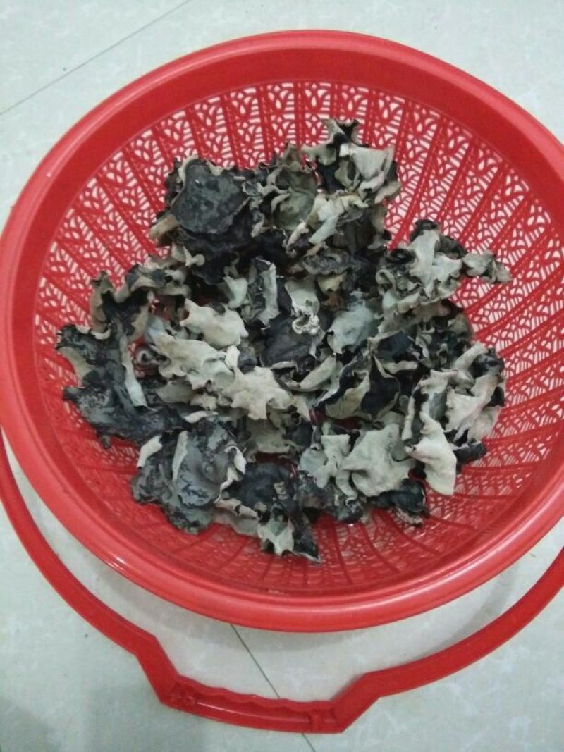 毛木耳一级