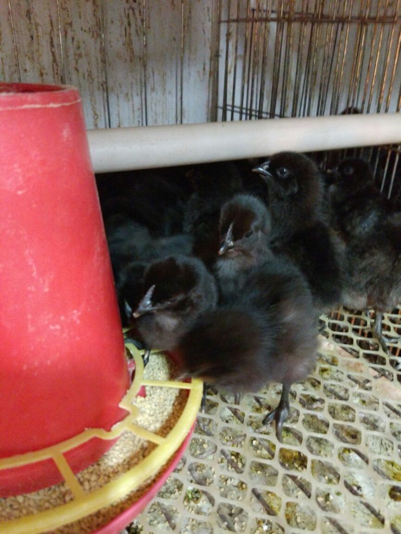 绿壳蛋鸡苗1斤以下