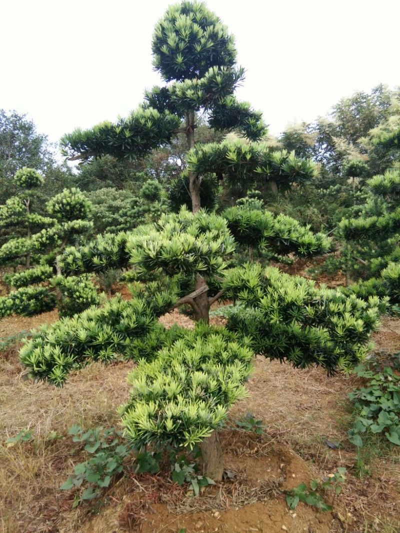 造型松10公分