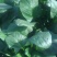 大叶菠菜25~30厘米