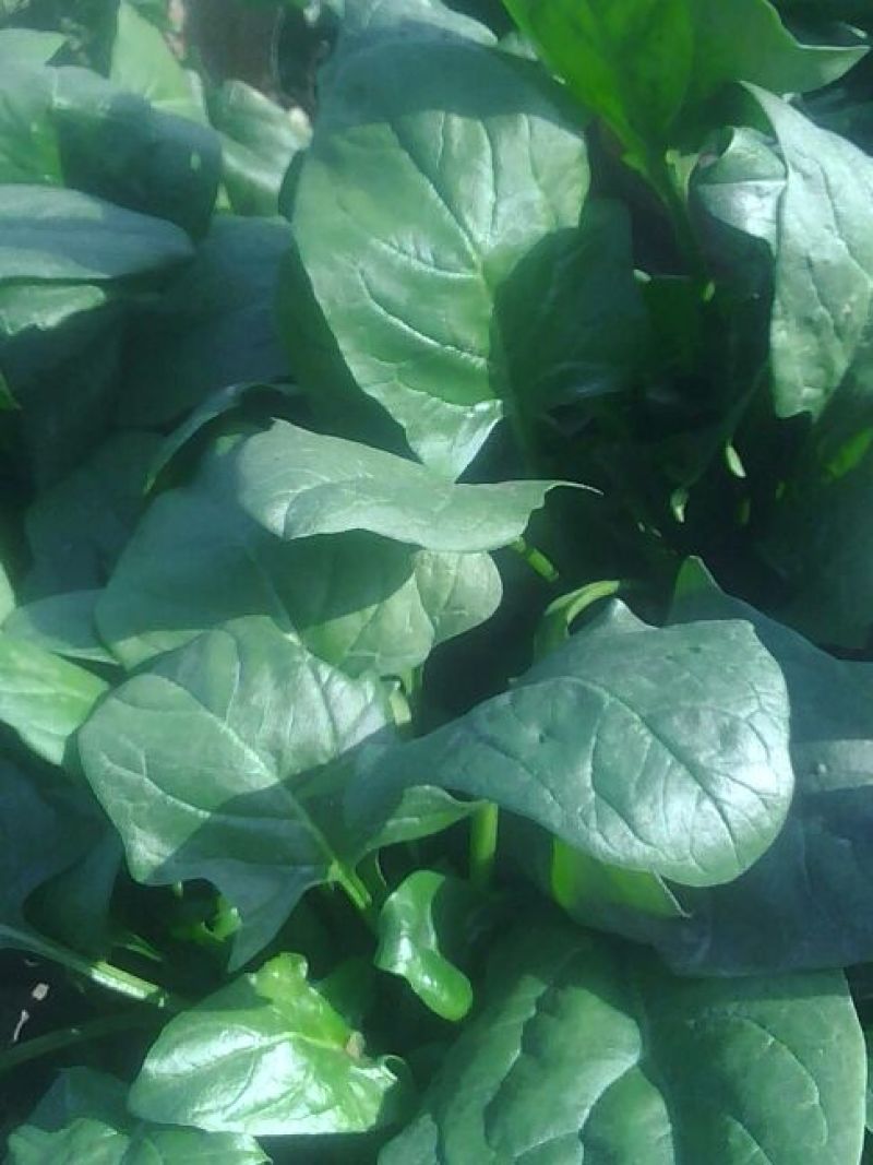 大叶菠菜25~30厘米