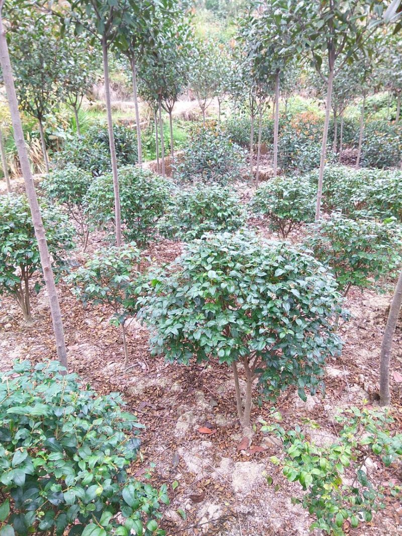女贞4cm以下