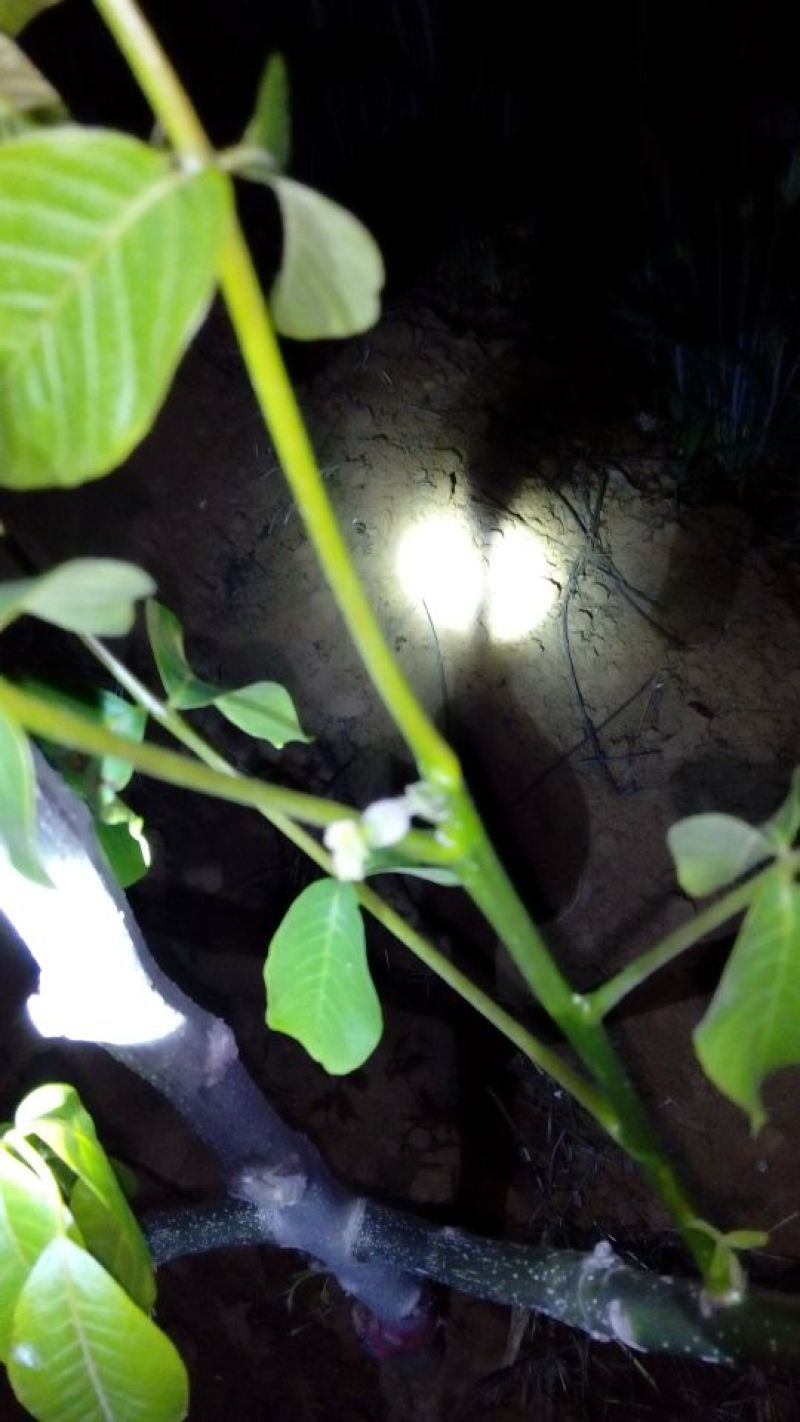 薄皮核桃30mm以上青皮