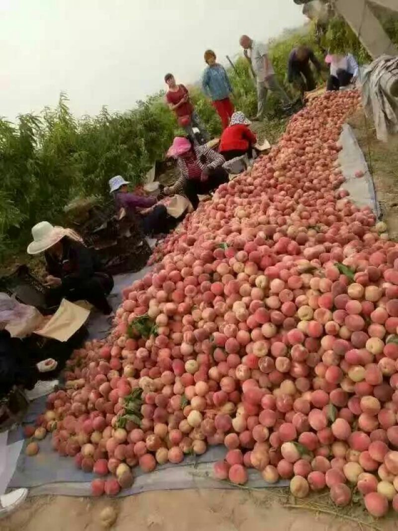 毛桃产地直发量大从优欢迎选购